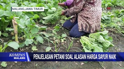 Petani Jelaskan Penyebab Harga Sayur jadi Mahal