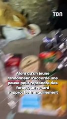 Il fait une pause pique-nique en pleine randonnée, un renard surgit et lui vole son camembert !