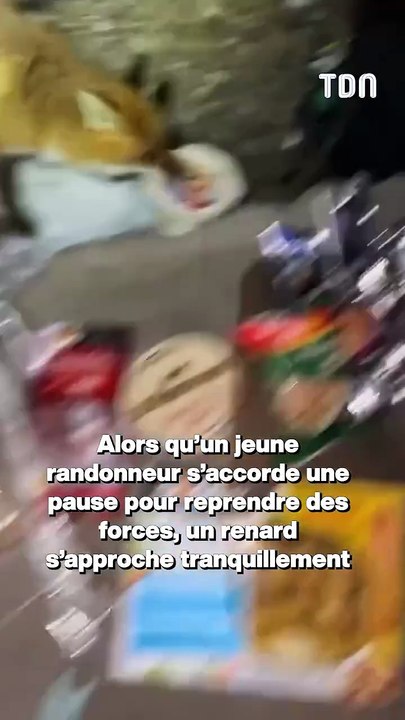 Il fait une pause pique-nique en pleine randonnée, un renard surgit et lui vole son camembert !
