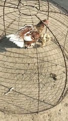 Aseel murgi new bread