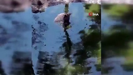 Bursa\'da gülümseten görüntüler: Kış uykusundan önce son banyo