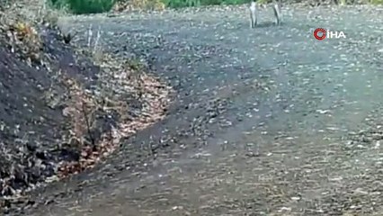 Yakaladığı avını taşıyan vaşak kameralara yakalandı