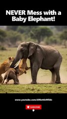 Lion vs Elephant‼️NEVER Mess with a Baby Elephant  #lion #elephant
