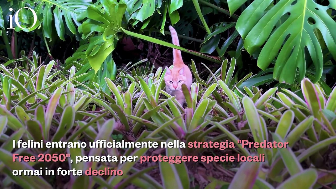 Eliminare i gatti selvatici per proteggere la biodiversità: il piano della Nuova Zelanda