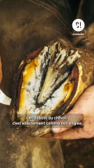 Tailler les SABOTS des chevaux ?