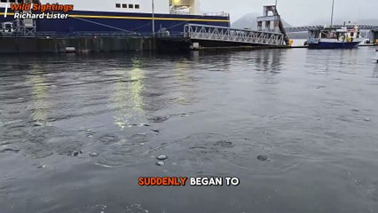 Giant Humpback Whale Emerges Just 2m From Pier in Jaw-Dropping Moment