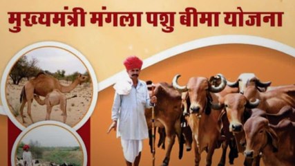 पशु बीमा योजना: गाय-भैंस सहित इन पशुओं का बीमा फ्री