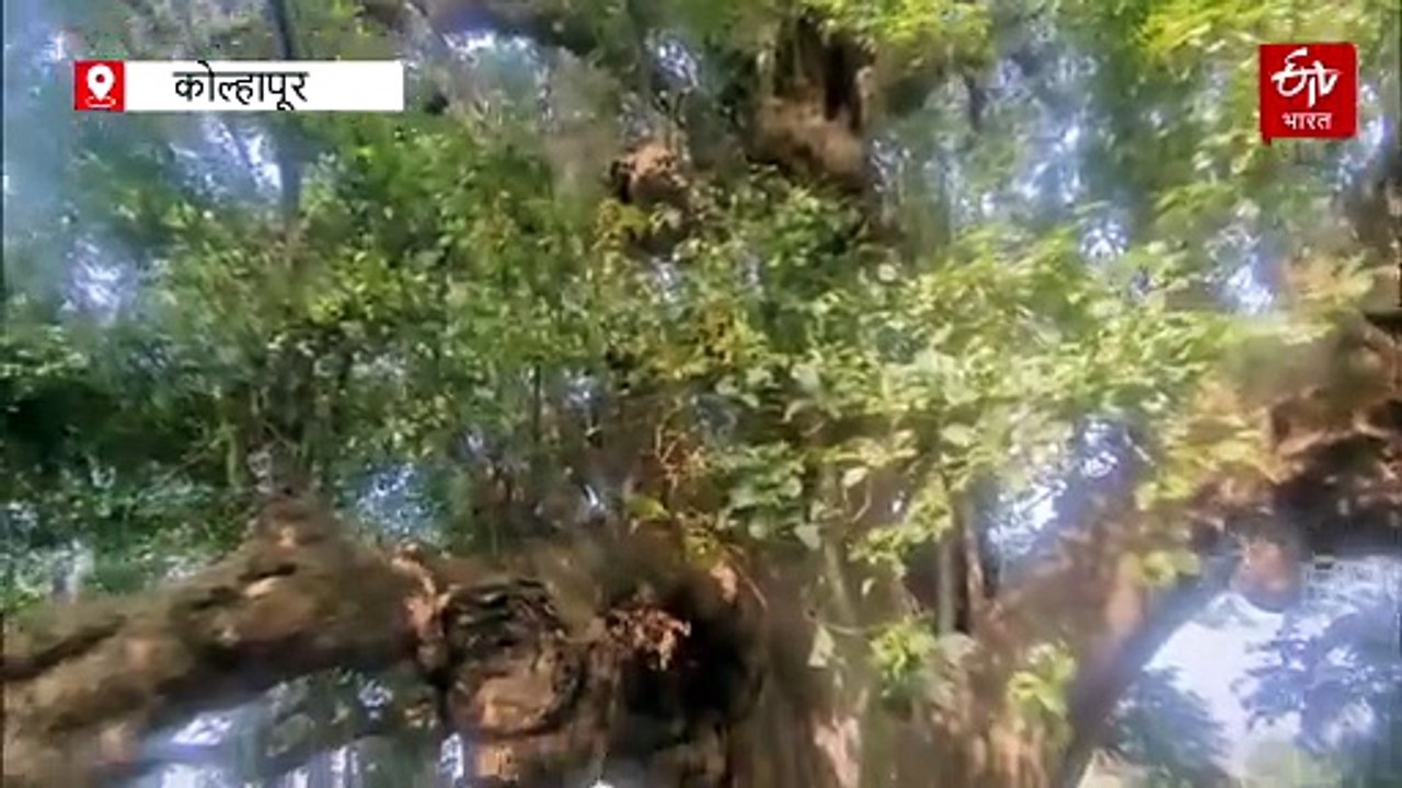 600 वर्षांचं महाकाय 'बेहडा' वृक्ष; परदेशी पाहुण्यांना देखील घालतंय भुरळ, संवर्धनासाठी गावकऱ्यांचा प्रयत्न