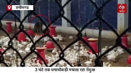 मुर्गी की लालच में पोल्ट्री फार्म में घुसा तेंदुआ, तीन घंटे तक चली बाड़े में शिकारी की धमाचौकड़ी