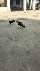 Aseel murgha fight test