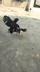 Aseel murgha test for fight