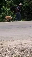 ¡Cruel maltrato! Perritos son arrastrados con una soga en el Trópico de Cochabamba