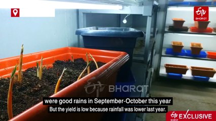 Understanding Kashmir Saffron Crisis: Why Are Farmers Choosing Apples Over World's Most Expensive Spice