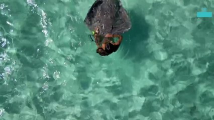 Surprising Moment Stingray Bites a Woman
