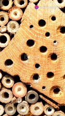 _I Tarli del Legno  Come Proteggere i Tuo  MOBILI