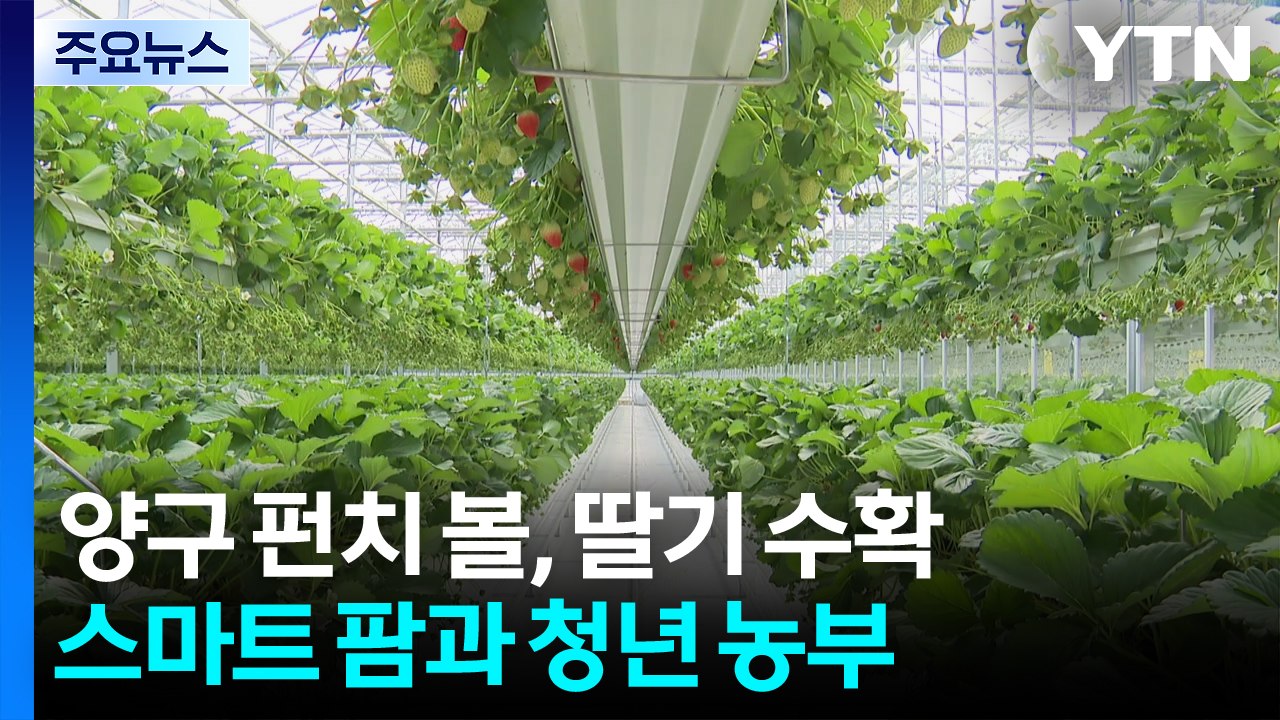 최북단 양구 펀치 볼, 딸기 수확 한창...스마트 팜과 청년 농부 / YTN