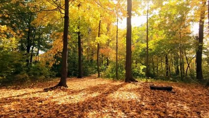 3 Disturbing TRUE Camping Horror Stories