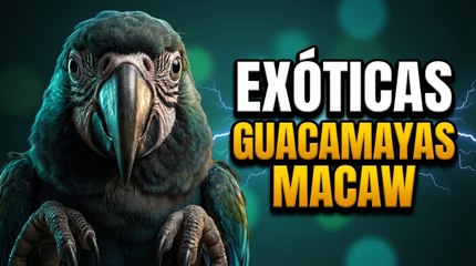 ¡Top 5 Aves Más Coloridas y Exóticas del Mundo!