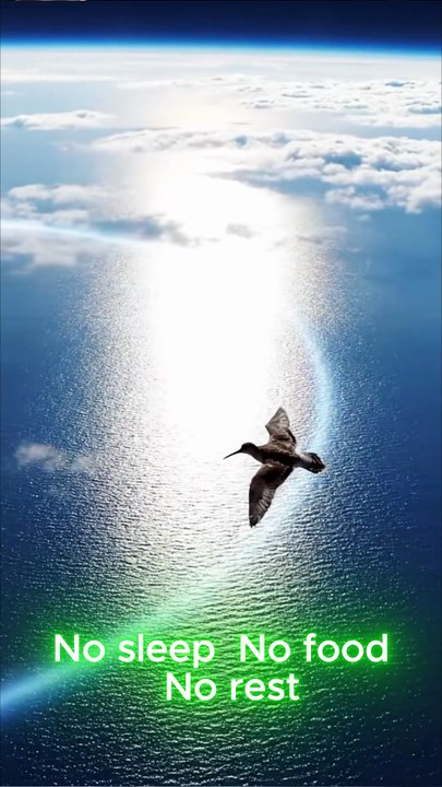 How This Bird Outflies Storms, Hunger, and the Entire Pacific Ocean