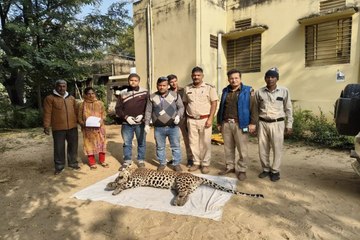 एक्सप्रेस-वे पर वाहन की टक्कर से लेपर्ड की मौत