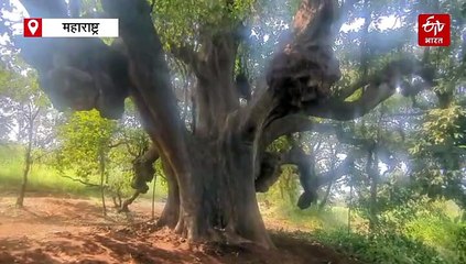 600 साल पुराना बेहड़ा का पेड़, पहचान दिलाने की कोशिश