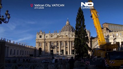 Vaticano recebe abeto da Noruega de 27 metros na Praça de São Pedro