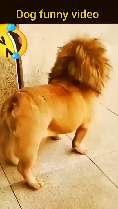 Dog Funny Video