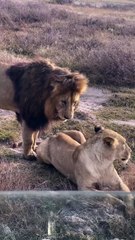 The mating of lions is surprisingly quick