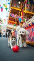 cat and dog funny playing with Ball #cat #funnyvideos #entertaininganimals #funnycat #dog