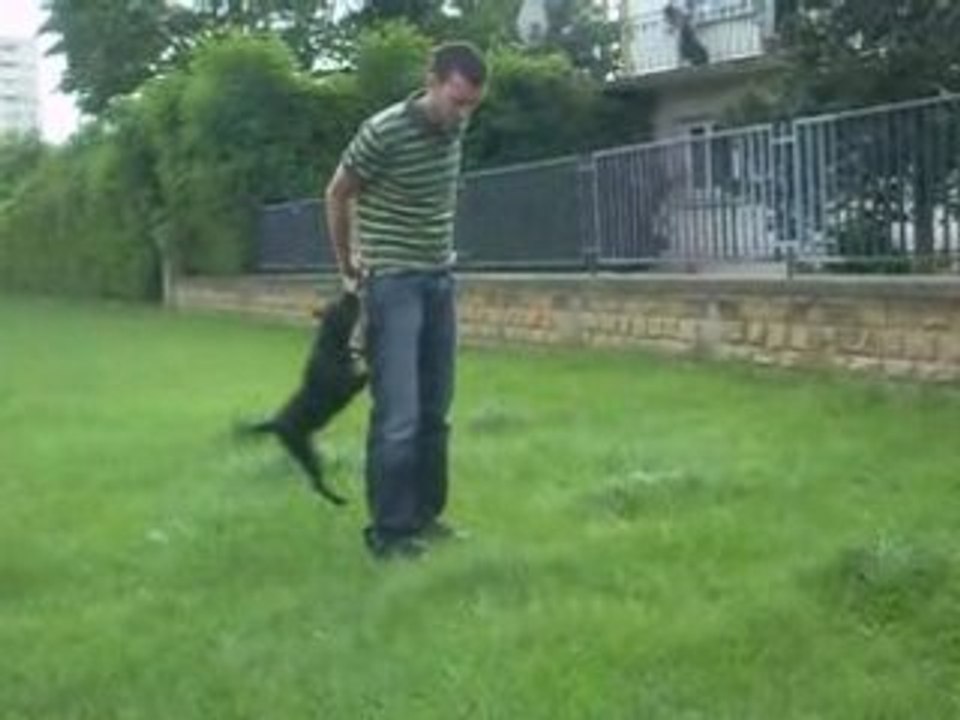staffie Cyara