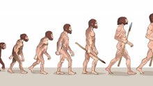 What is Darwin’s Theory of Evolution?