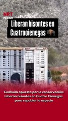 🐂 Como parte de un programa dedicado a la protección y reproducción del bisonte, autoridades liberaron ejemplares en su hábitat natural en Cuatro Ciénegas.