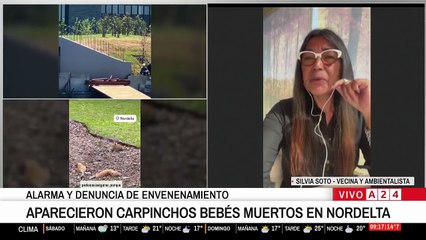 Aparecieron crías de carpichos muertos en Nordelta