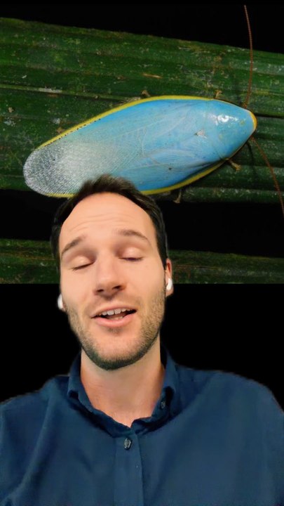 Un CAFARD BLEU