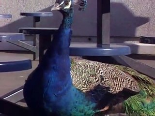 Heres Looking at You Kid-SD