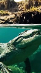 Crocodile starves for a year at Indus River
