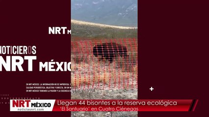 Llegan 44 bisontes a la reserva ecológica ‘El Santuario’ en Cuatro Ciénegas