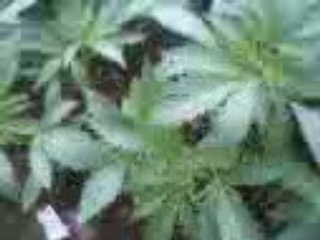 Ketama cannabis qui pousse