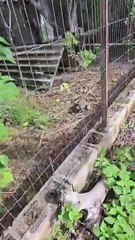 Polícia Civil do Distrito Federal deflagra a operação Lex Animalia