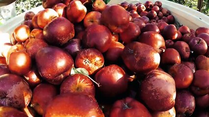 Ear to the Ground - Season 33 Episode 4