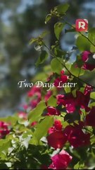 The Return of My Drama Queen EP1-8 | ReelShort