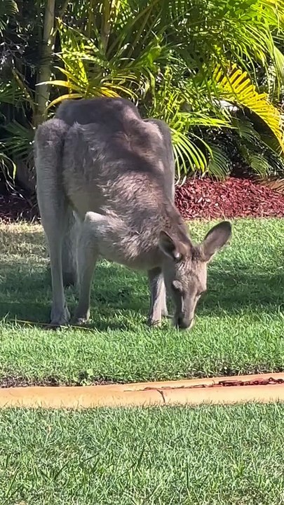 Australian kangaroo relaxing