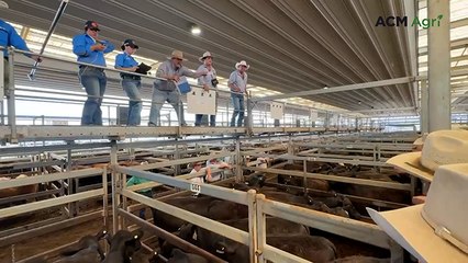 Murrumbo Angus weaner steers at Tamworth store sale
