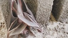 "It turns out that bats have their feet upwards when they are sleeping."
