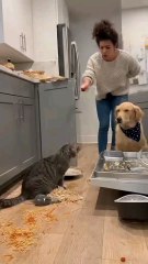 This Cat Did Something No One Expected 😂