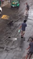 Man Carries a Dead Python on the Street When a Dog Suddenly Grabs It!