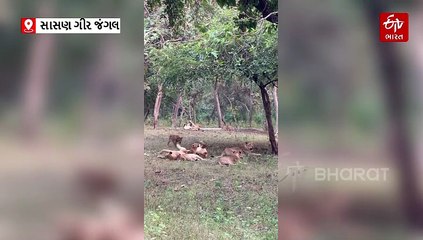 કોણ કહે છે સિંહના ટોળા ન હોય? જુઓ 15 સિંહ એકસાથે, મસ્તી કરતા પાઠડા પણ ખરા