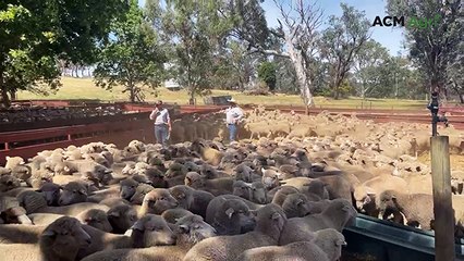 Yass and district annual cross-bred sale