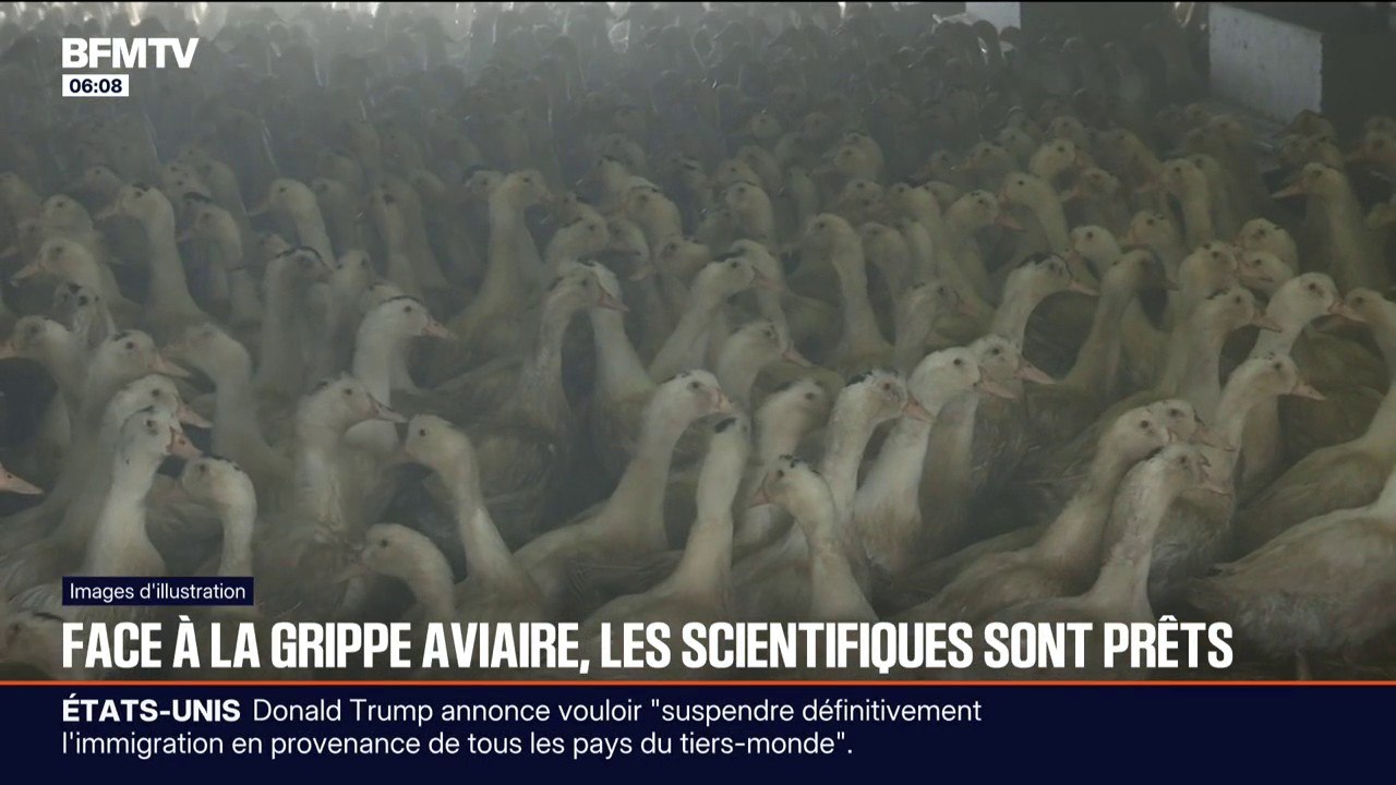 "Le pire scénario serait que le virus devienne capable de se transmettre d'homme à homme": face à la transmission de la grippe aviaire à des mammifères, les scientifiques restent en alerte
