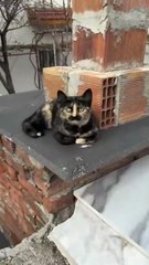 Mustache Cat Sings to Traditional Music! Adorable Tortoiseshell Cat with Unique Markings